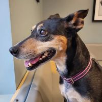 Lake Anna Veterinary Hospital ico