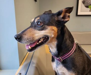 Lake Anna Veterinary Hospital
