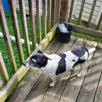 Apple Tree Animal Clinic ico