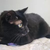 Selby Veterinary Services ico