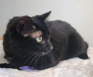 Selby Veterinary Services