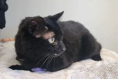 Selby Veterinary Services