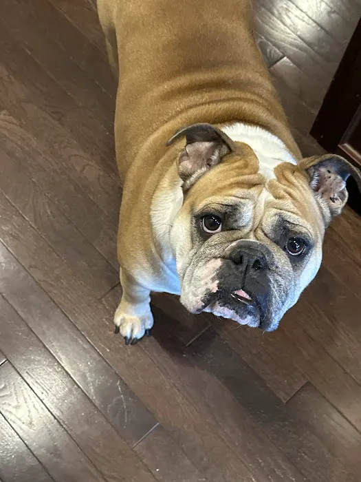 Winchester Animal Hospital 1