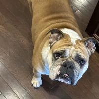 Winchester Animal Hospital ico