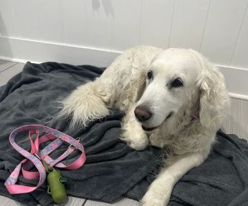 Meadow Branch Animal Hospital