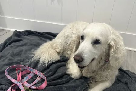 Meadow Branch Animal Hospital