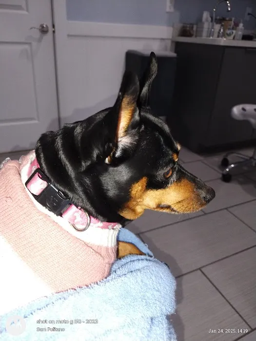Meadow Branch Animal Hospital 12