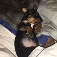 Colony Animal Hospital ico