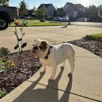 Linden Heights Animal Hospital ico