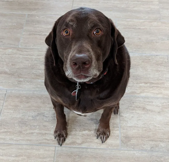 Apple Valley Animal Hospital 3