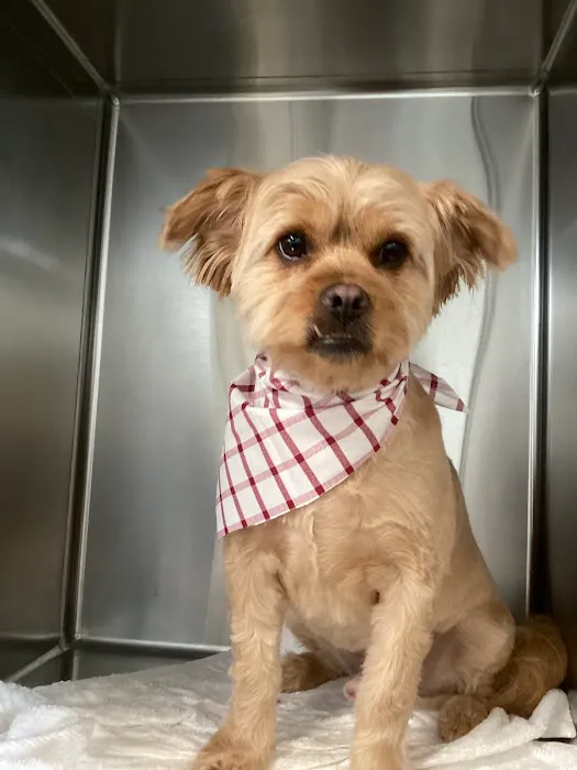 Apple Valley Animal Hospital 4