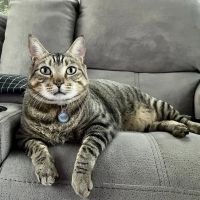 Apple Valley Animal Hospital ico