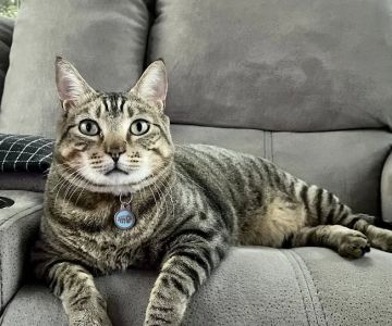 Apple Valley Animal Hospital