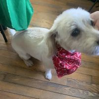 Inwood Animal Center ico