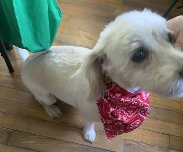 Inwood Animal Center