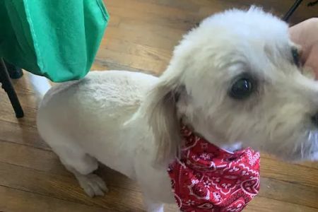 Inwood Animal Center