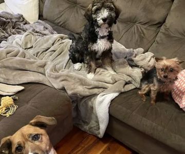 Vet Trek House Call Practice