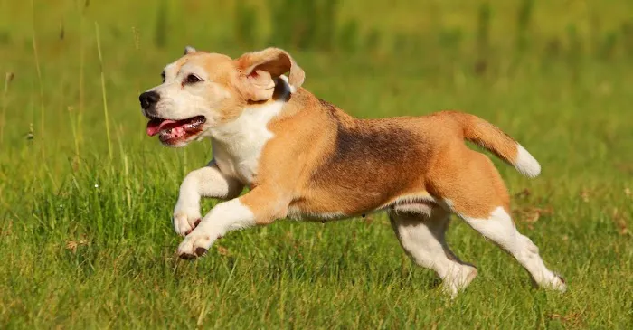Redbud Veterinary Services 10
