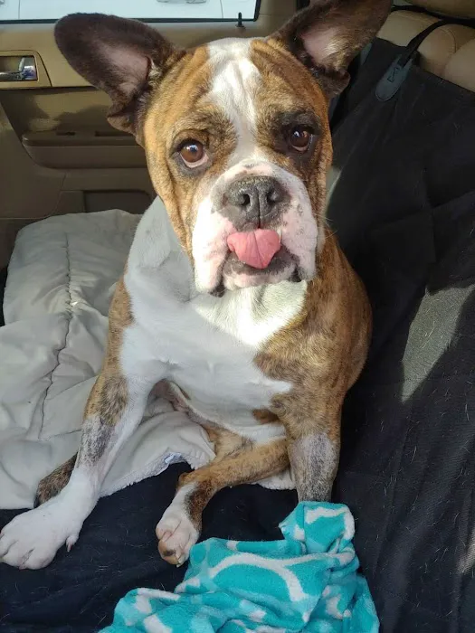 Shenandoah Animal Hospital 3