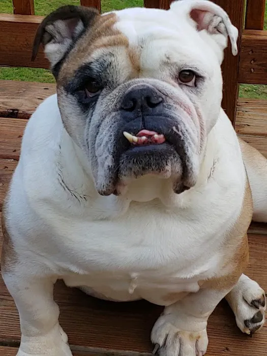 Shenandoah Animal Hospital 1