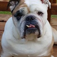 Shenandoah Animal Hospital ico