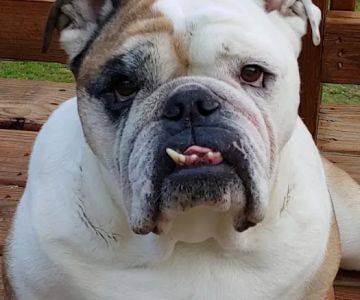 Shenandoah Animal Hospital