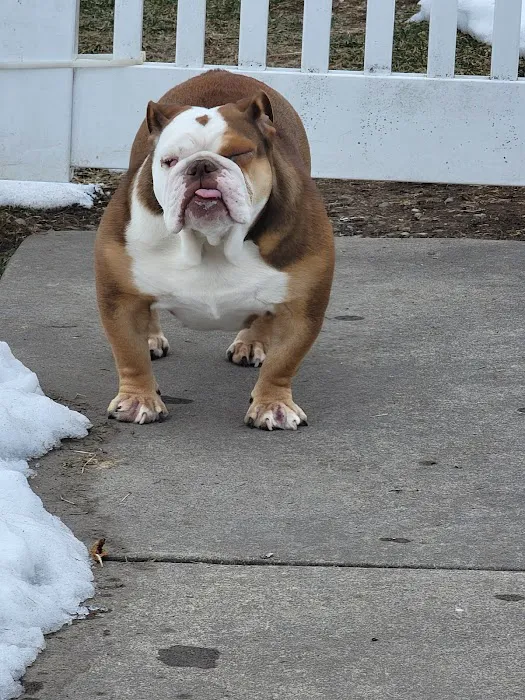 Shenandoah Animal Hospital 6