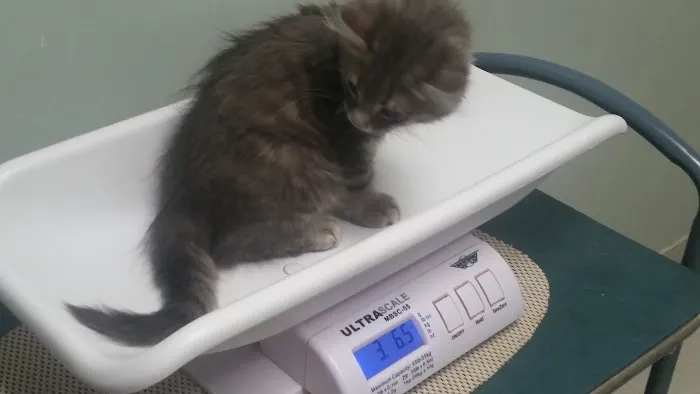 Shenandoah Animal Hospital Inc: Davis Erin M DVM 12