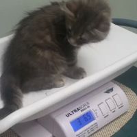 Shenandoah Animal Hospital Inc: Davis Erin M DVM ico