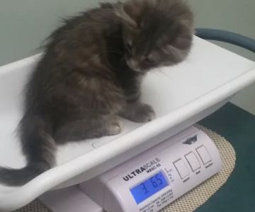 Shenandoah Animal Hospital Inc: Davis Erin M DVM