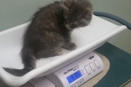Shenandoah Animal Hospital Inc: Davis Erin M DVM