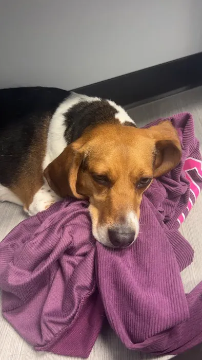 Old Line Veterinary Urgent Care 1