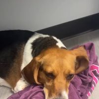 Old Line Veterinary Urgent Care ico