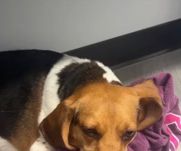 Old Line Veterinary Urgent Care