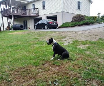 Banfield Pet Hospital