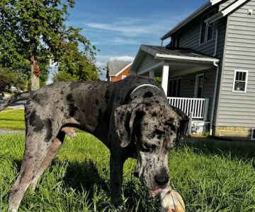 Cumberland Valley Veterinary Clinic