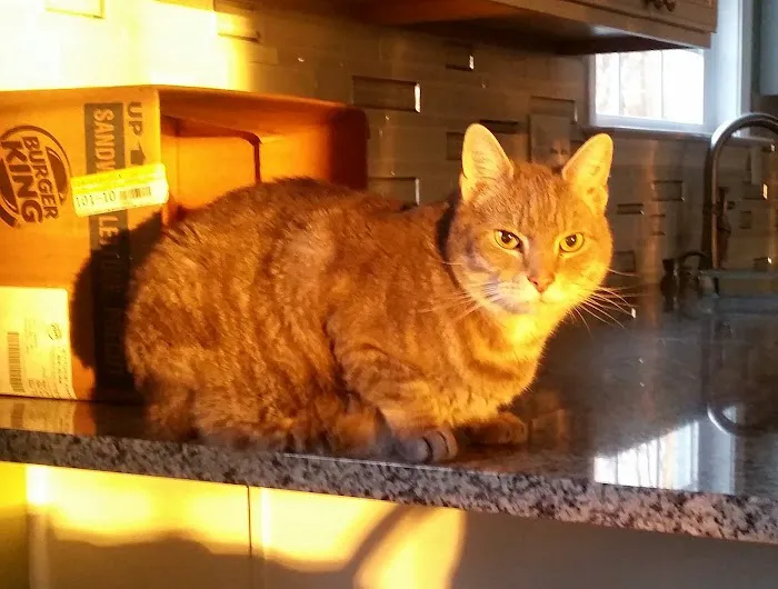 Cumberland Valley Veterinary Clinic 5
