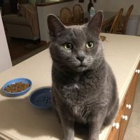 PetVet Vaccination Clinic ico