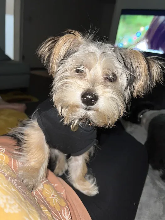 PetVet Vaccination Clinic 5