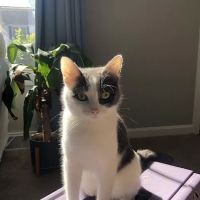 Chambersburg Animal Hospital ico