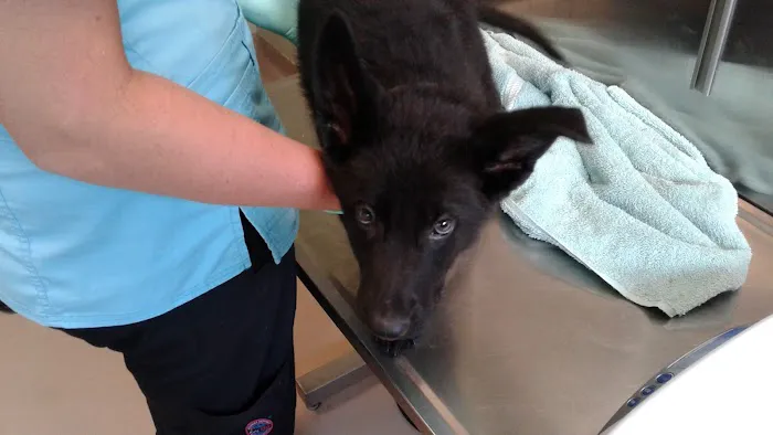 Chambersburg Animal Hospital 4