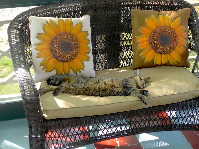Creatures Great & Small Veterinary 5