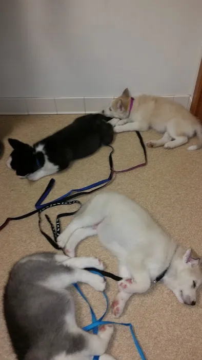 Best Friends Animal Hospital 4