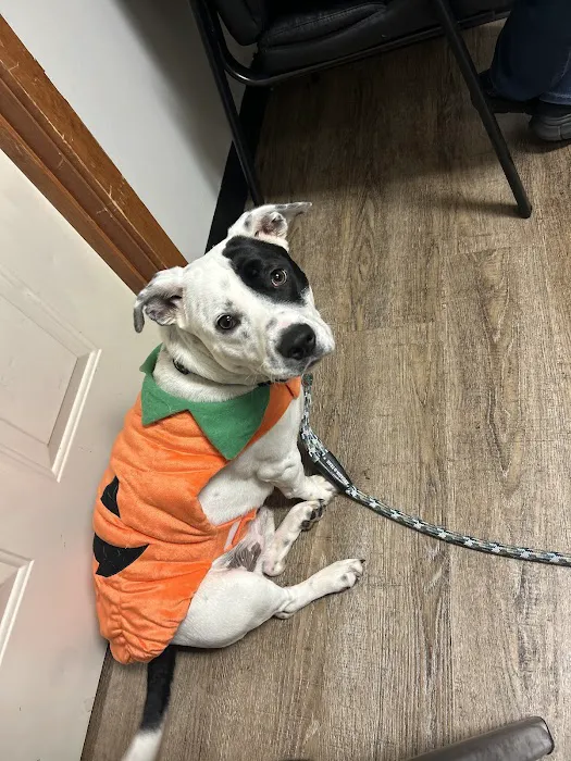 Best Friends Animal Hospital 1