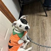 Best Friends Animal Hospital ico