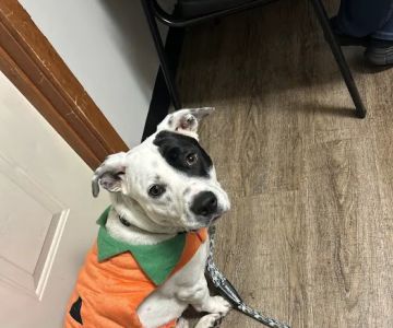 Best Friends Animal Hospital