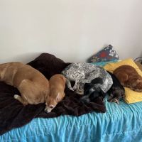 Mountain View Veterinary Services ico