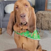 Kingdom Veterinary Hospital ico