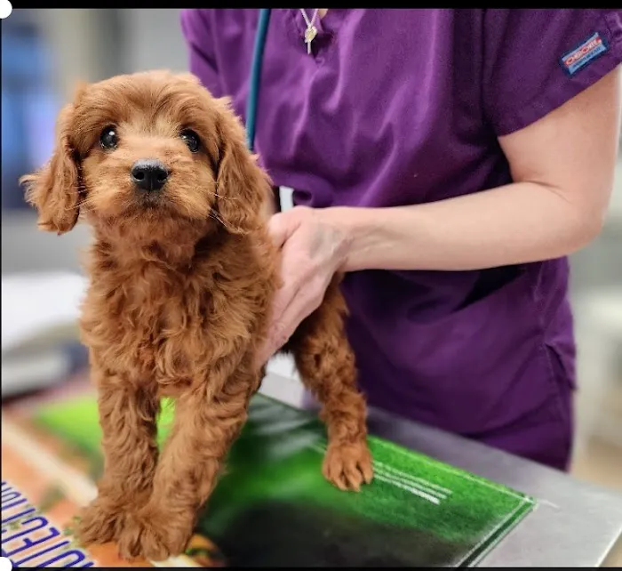 Kingdom Veterinary Hospital 8