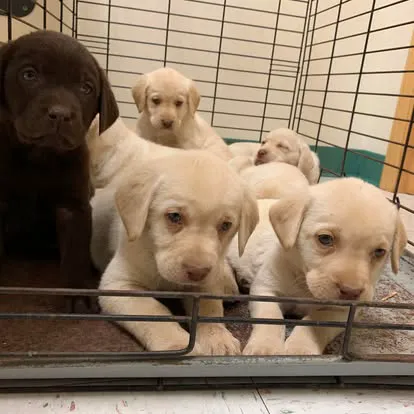 Saint Thomas Veterinary Center 5